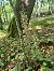 Epipactis purpurata  - Stephane Leclerc