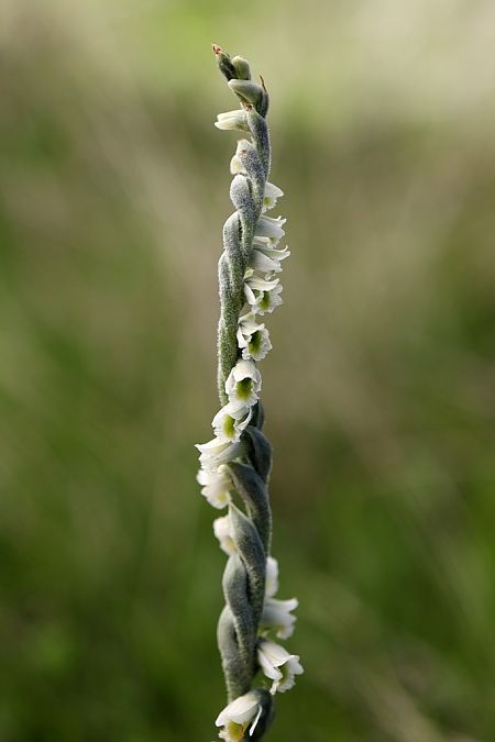 Spiranthes spiralis  - Ghislain Constans