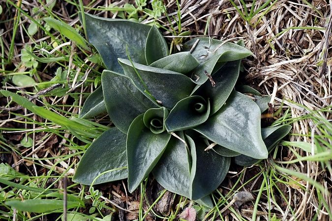 Spiranthes spiralis  - Ghislain Constans
