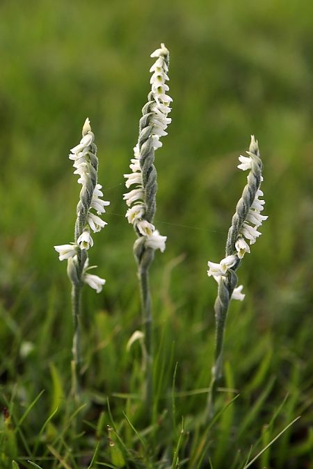Spiranthes spiralis  - Ghislain Constans