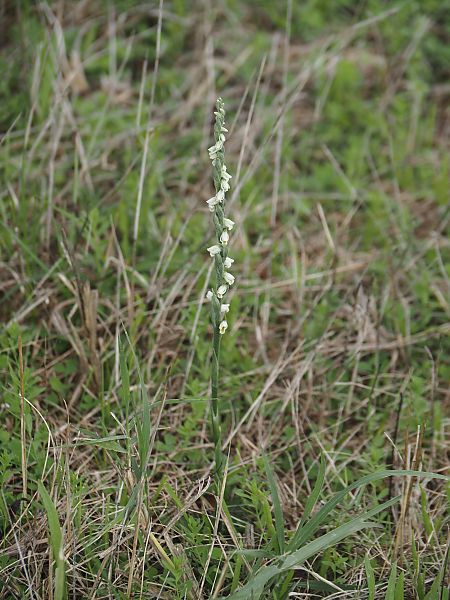 Spiranthes spiralis  - Jacques Valiergue