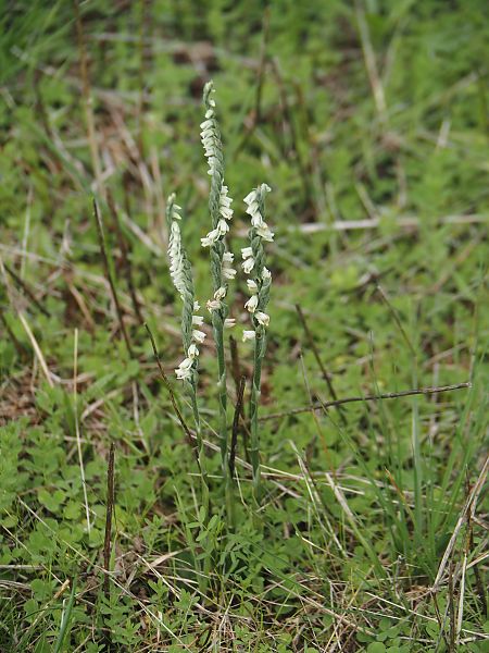 Spiranthes spiralis  - Jacques Valiergue