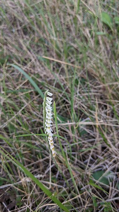 Spiranthes spiralis  - Vincent Marconnet