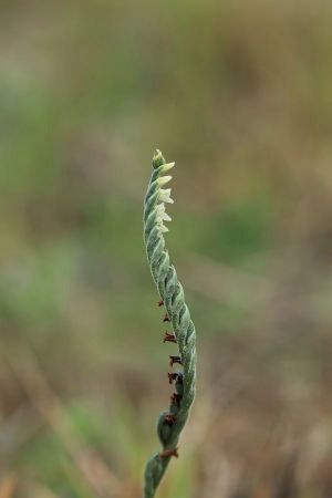 Spiranthes spiralis  - Catherine Kerouedan