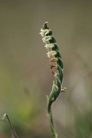 Spiranthes spiralis  - Catherine Kerouedan