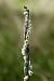 Spiranthes spiralis  - Ghislain Constans