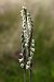 Spiranthes spiralis  - Ghislain Constans