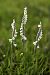 Spiranthes spiralis (Spiranthe d'automne) © Ghislain Constans