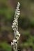 Spiranthes spiralis (Spiranthe d'automne) © Ghislain Constans