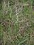 Spiranthes spiralis  - Jacques Valiergue