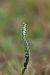 Spiranthes spiralis  - Catherine Kerouedan