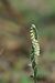 Spiranthes spiralis  - Catherine Kerouedan