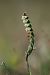 Spiranthes spiralis © Catherine Kerouedan