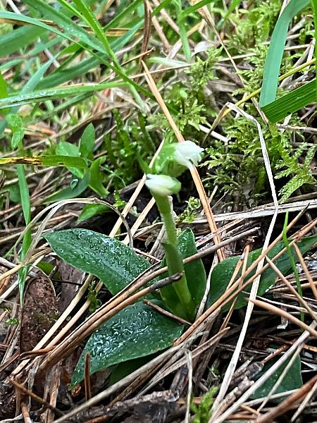 Goodyera repens  - Henri Laveran