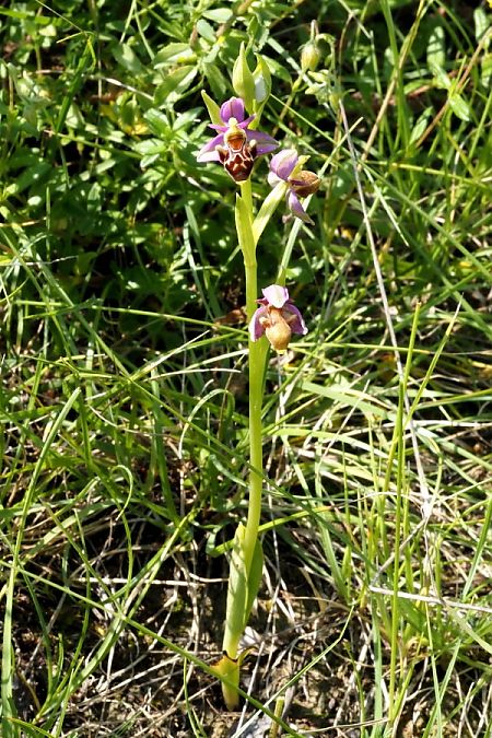 Ophrys corbariensis  - Jany Husson