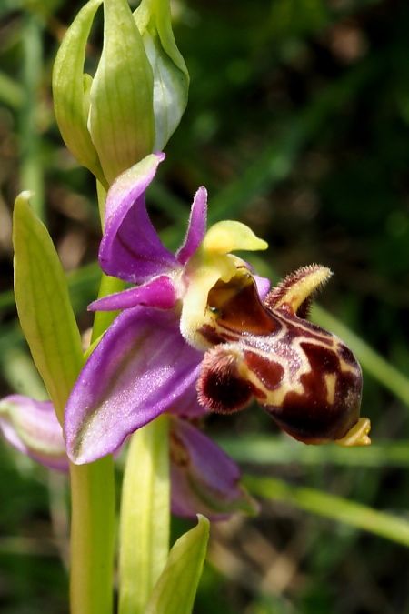 Ophrys corbariensis  - Jany Husson