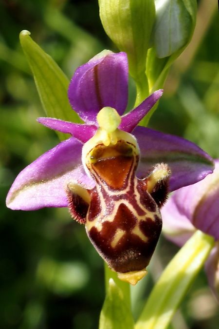 Ophrys corbariensis  - Jany Husson