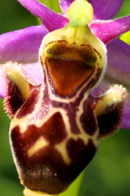 Ophrys corbariensis  - Jany Husson
