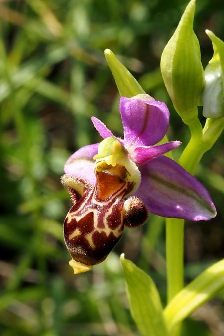 Ophrys corbariensis  - Jany Husson