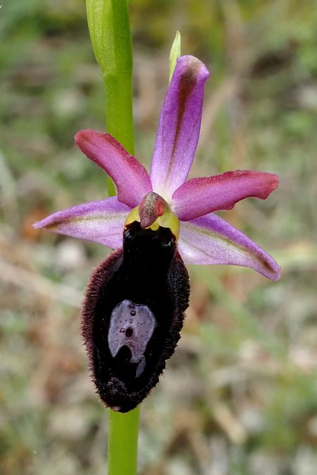 Ophrys catalaunica subsp. magniflora  - Jany Husson