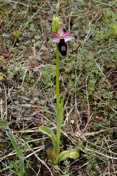 Ophrys catalaunica subsp. magniflora  - Jany Husson