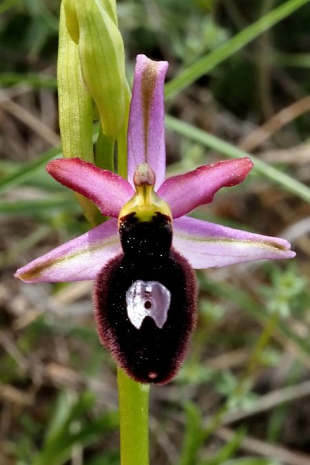 Ophrys catalaunica subsp. magniflora  - Jany Husson