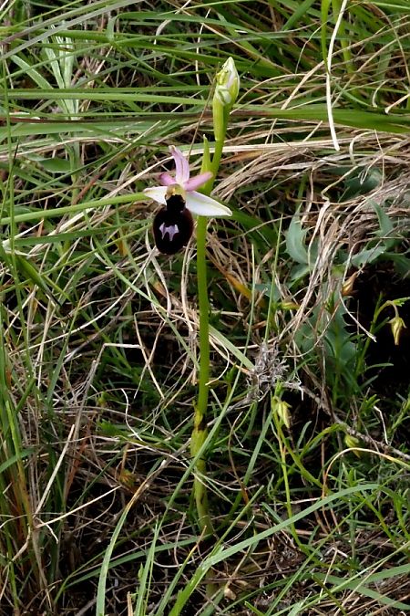 Ophrys catalaunica subsp. magniflora  - Jany Husson
