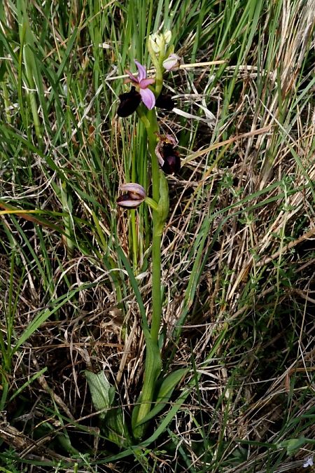 Ophrys catalaunica subsp. magniflora  - Jany Husson