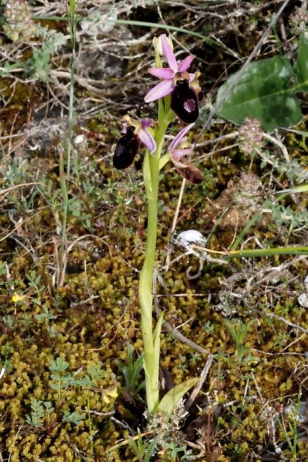 Ophrys catalaunica subsp. magniflora  - Jany Husson