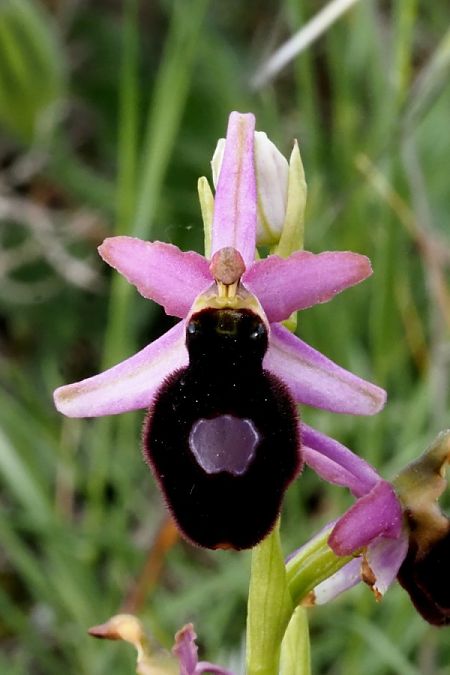 Ophrys catalaunica subsp. magniflora  - Jany Husson