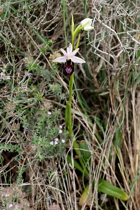 Ophrys catalaunica subsp. magniflora  - Jany Husson