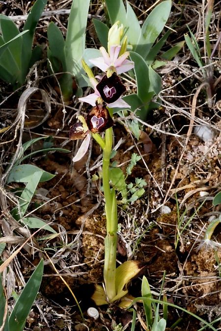 Ophrys catalaunica subsp. magniflora  - Jany Husson