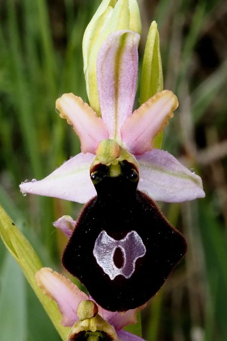 Ophrys catalaunica subsp. magniflora  - Jany Husson