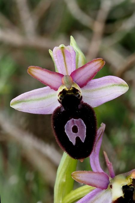 Ophrys catalaunica subsp. magniflora  - Jany Husson