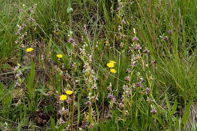 Ophrys scolopax  - Jany Husson