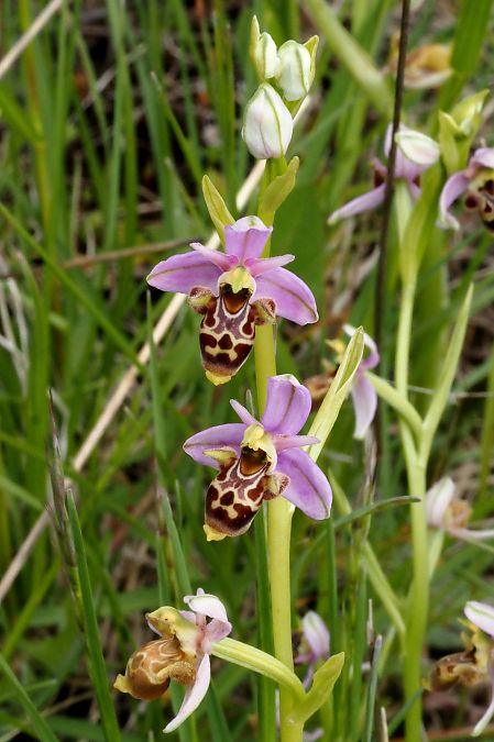 Ophrys scolopax  - Jany Husson