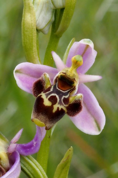 Ophrys scolopax  - Jany Husson