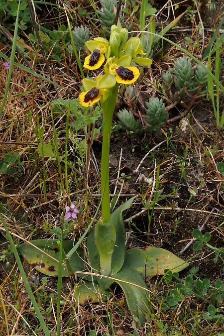 Ophrys lutea  - Jany Husson
