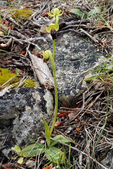 Ophrys sulcata  - Jany Husson