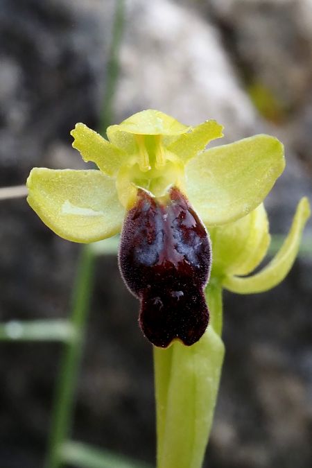 Ophrys sulcata  - Jany Husson