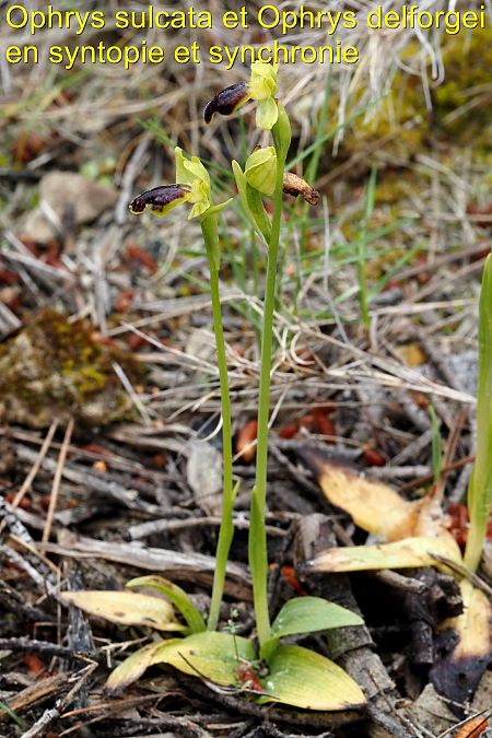 Ophrys sulcata  - Jany Husson