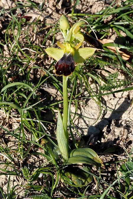 Ophrys vasconica  - Jany Husson
