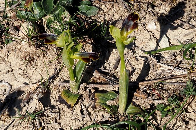 Ophrys vasconica  - Jany Husson