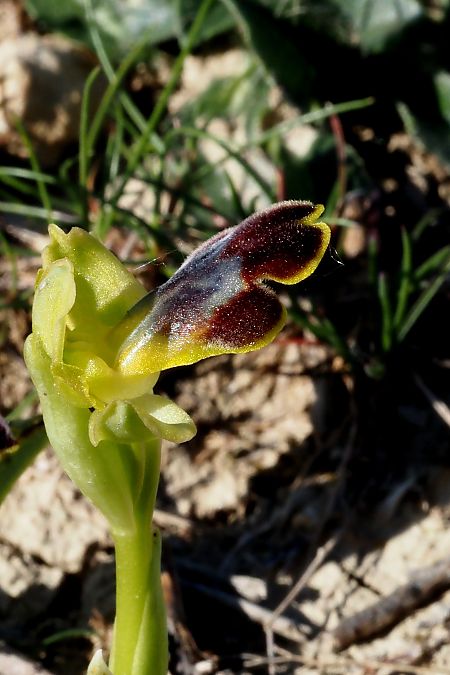 Ophrys vasconica  - Jany Husson