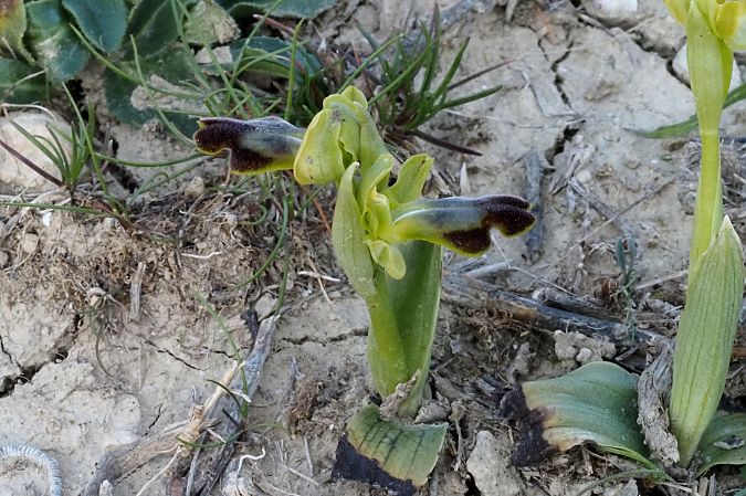 Ophrys vasconica  - Jany Husson