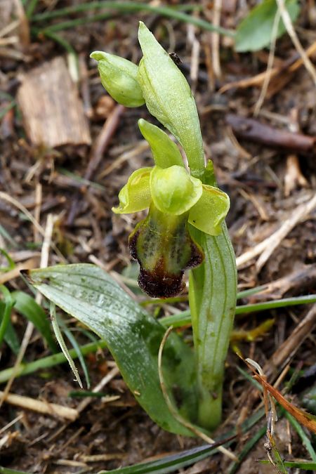 Ophrys vasconica  - Jany Husson