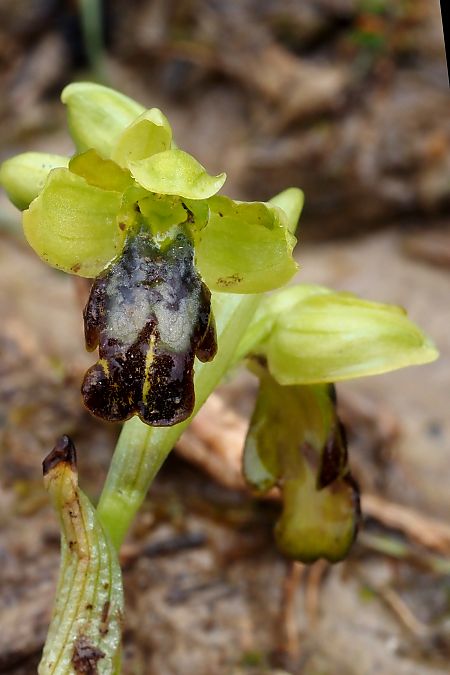 Ophrys vasconica  - Jany Husson