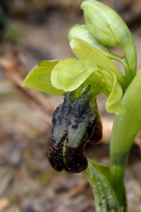 Ophrys vasconica  - Jany Husson