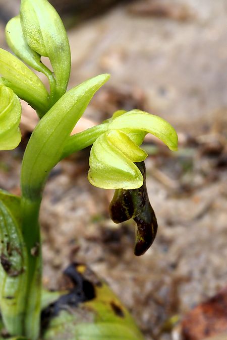 Ophrys vasconica  - Jany Husson