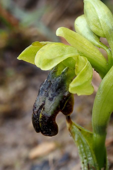 Ophrys vasconica  - Jany Husson